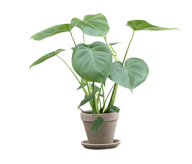 Fingerphilodendron, Monstera deliciosa, Ø13 cm potte