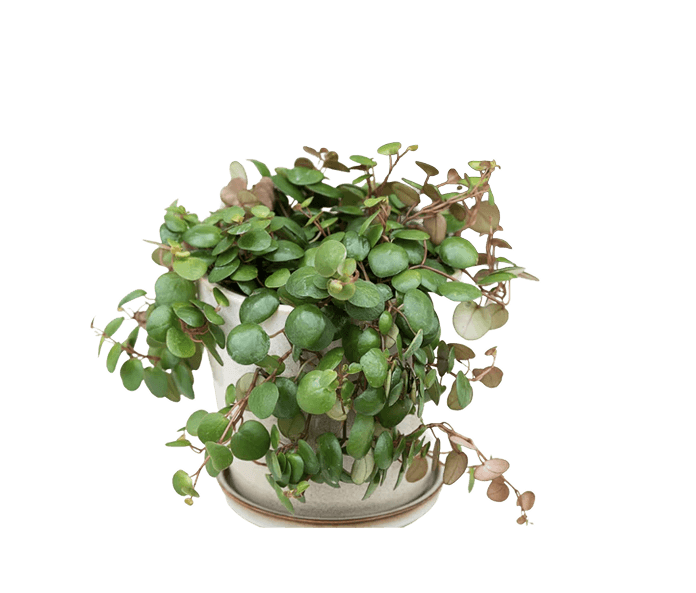 Radiatorplante, Peperomia pepperspot, Ø12 cm potte