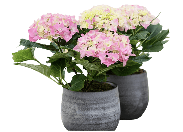 Hortensia, Hydrangea macrophylla, 12 cm potte pink